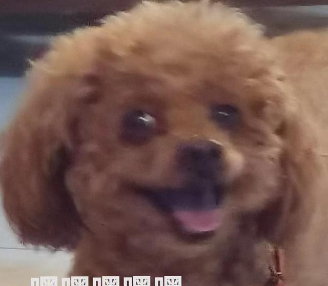 不懂就问,这些特征,你家泰迪中了几条?