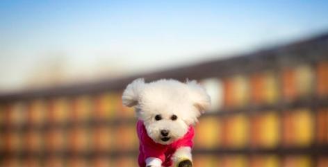 不懂就问,这些特征,你家泰迪中了几条?