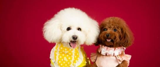 不懂就问,这些特征,你家泰迪中了几条?