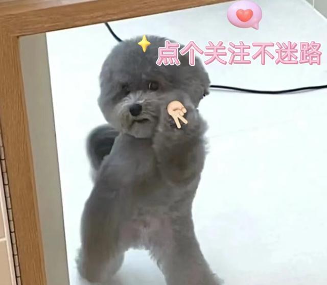 不懂就问,这些特征,你家泰迪中了几条?