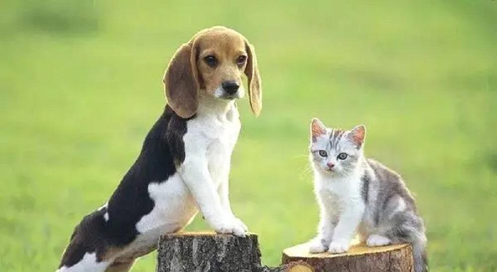 俗话说：狼怕一托，狗怕一摸！这话究竟是什么意思，准确吗？