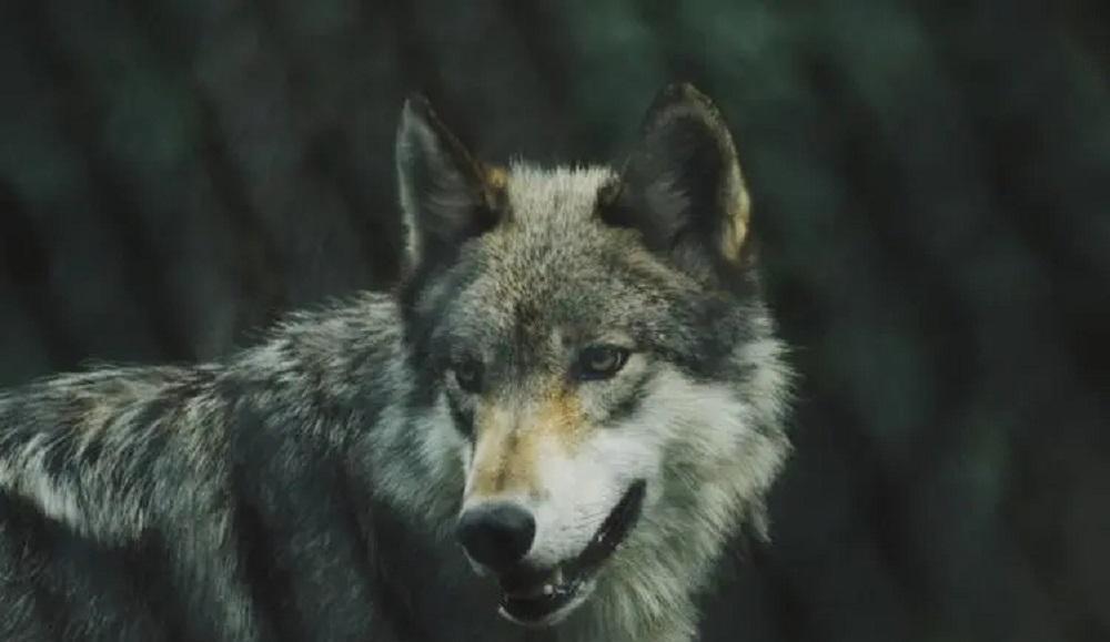 俗话说:狼怕一托,狗怕一摸!这话究竟是什么意思,准确吗?