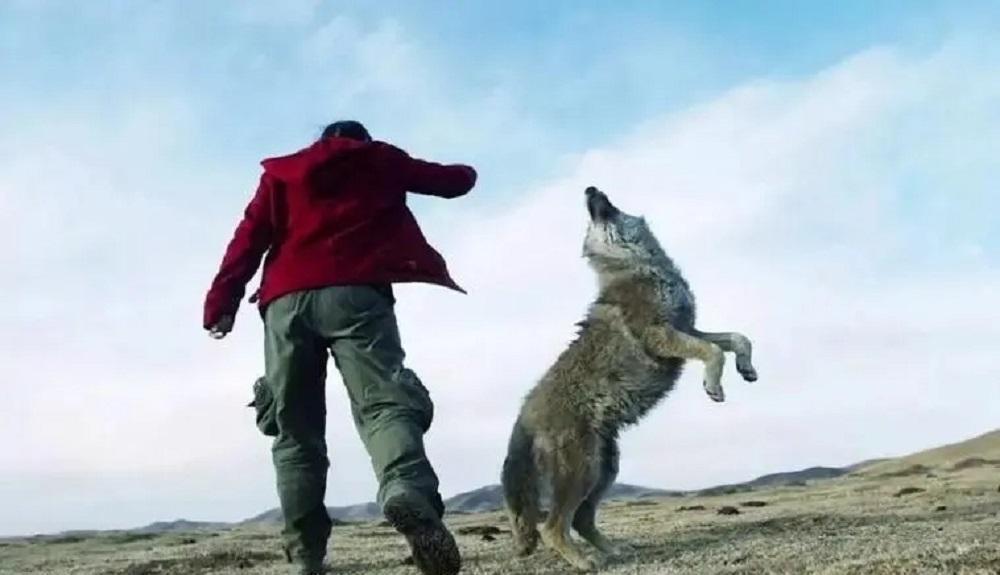 俗话说:狼怕一托,狗怕一摸!这话究竟是什么意思,准确吗?