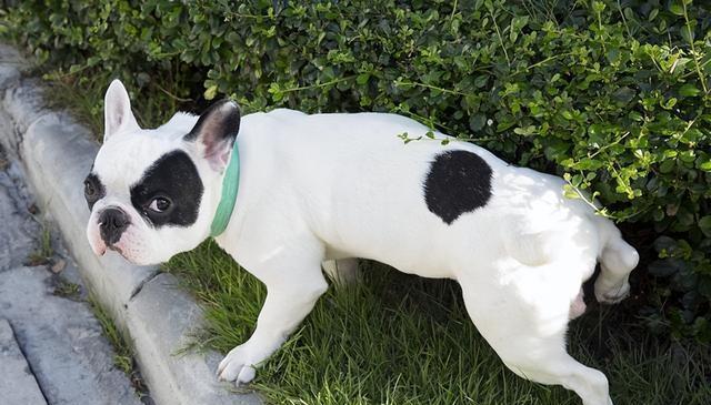 狗狗排便的姿势，其实决定它的性格，你家狗是哪种？