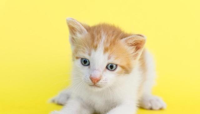 小猫咪咕噜咕噜：是开心还是诉求？