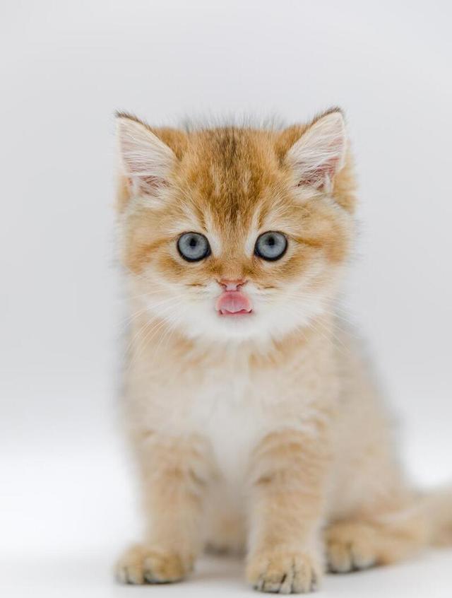 小猫咪咕噜咕噜:是开心还是诉求?