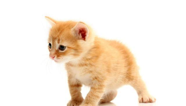 小猫咪咕噜咕噜:是开心还是诉求?