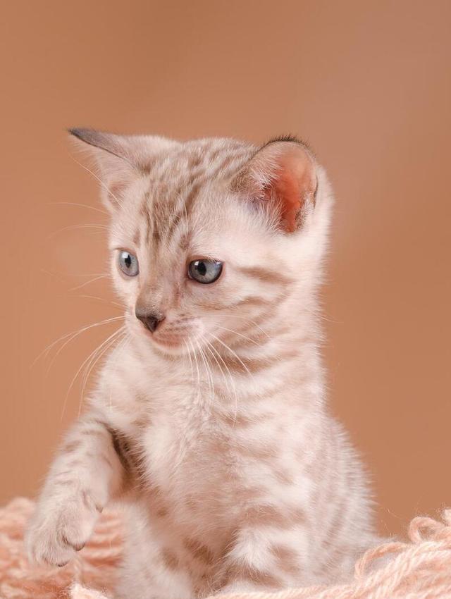 小猫咪咕噜咕噜:是开心还是诉求?