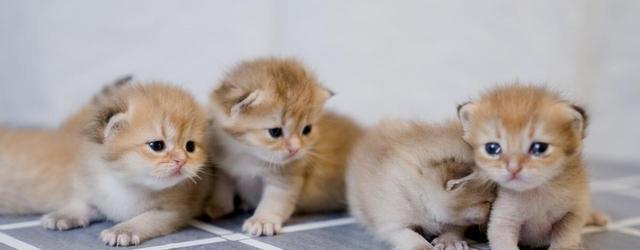 小猫咪咕噜咕噜:是开心还是诉求?