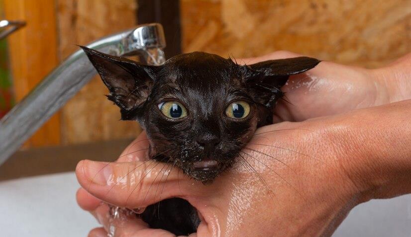 如何判断猫咪该洗澡了？掌握这些方法，让猫咪更舒适