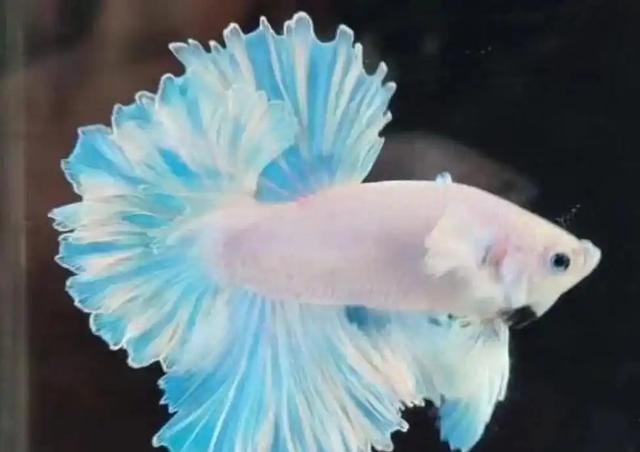 斗鱼喜欢主人的表现，真的是太可爱了！