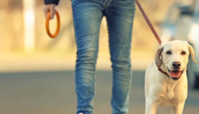 公母狗狗大揭秘：新手养狗的性别选择，关乎金钱和幸福！