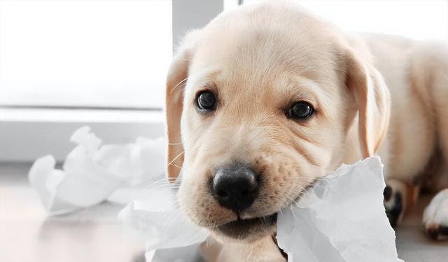 公母狗狗大揭秘:新手养狗的性别选择,关乎金钱和幸福!