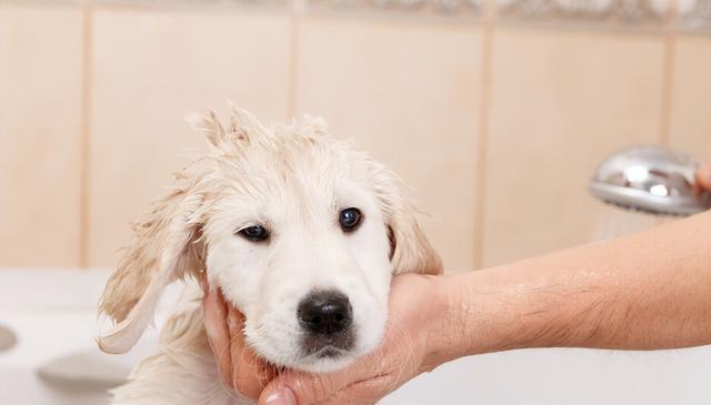 公母狗狗大揭秘:新手养狗的性别选择,关乎金钱和幸福!