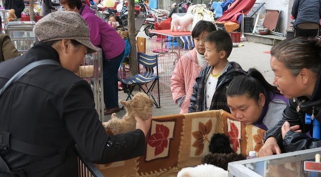 公母狗狗大揭秘:新手养狗的性别选择,关乎金钱和幸福!