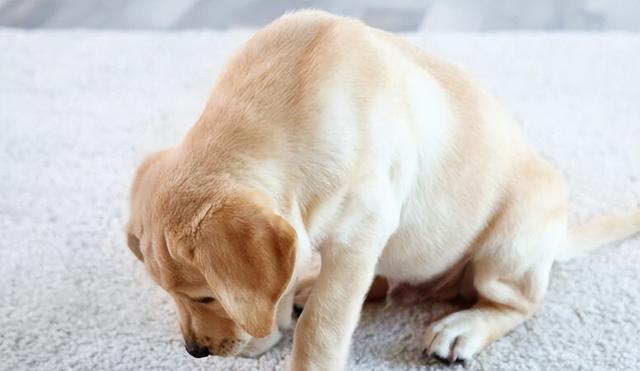 公母狗狗大揭秘:新手养狗的性别选择,关乎金钱和幸福!