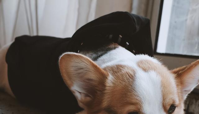 公母狗狗大揭秘:新手养狗的性别选择,关乎金钱和幸福!