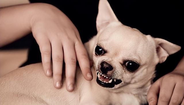 狗咬人的原因，竟然是主人导致的？4个心理揭秘，教你避免NG行为