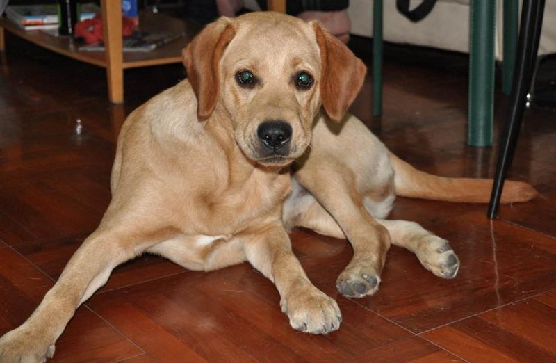 想要养个狗狗，就应该有正确的做法，这些是不可取的