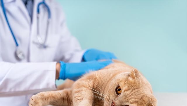 猫咪吃太多？这4个信号揭示潜在风险，及时应对守护喵星人健康！