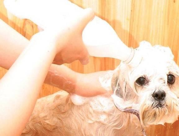 狗狗身体最容易藏污垢的地方，洗澡应该重点清洗