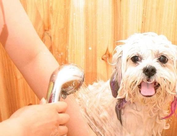 狗狗身体最容易藏污垢的地方,洗澡应该重点清洗