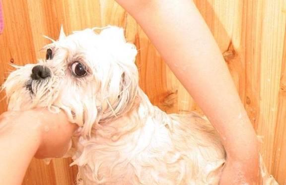 狗狗身体最容易藏污垢的地方,洗澡应该重点清洗