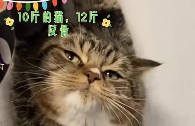 这四种猫界白眼狼，基本养不熟，千万别精准踩雷！