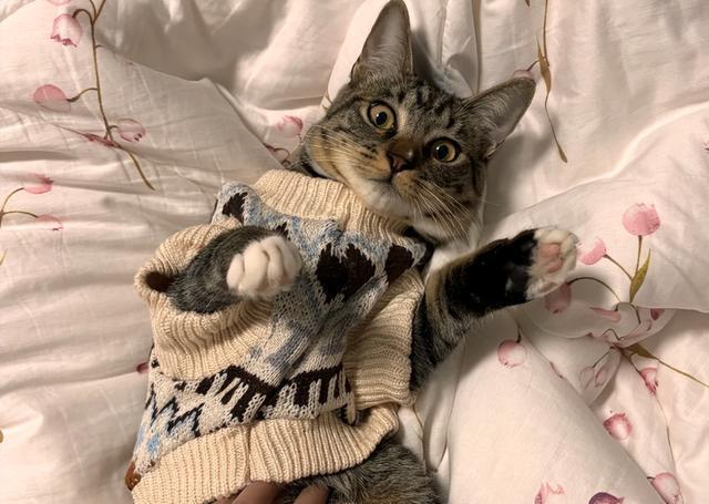 冬天对猫做这5件事，等于在伤害它！尤其最后一件，太多人中招