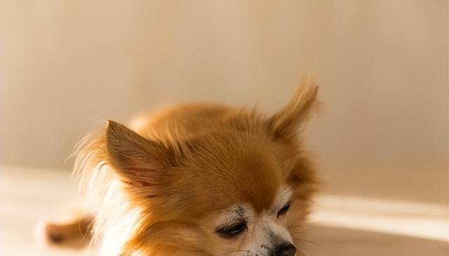 狗狗想离开主人?别着急,我们来帮你解决!