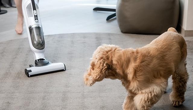 狗狗想离开主人?别着急,我们来帮你解决!