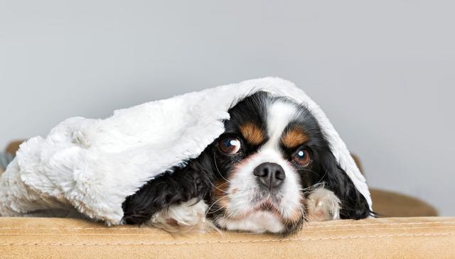 狗狗想离开主人?别着急,我们来帮你解决!