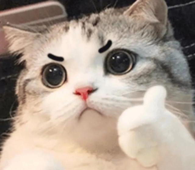 养猫五大谣言!深信不疑!