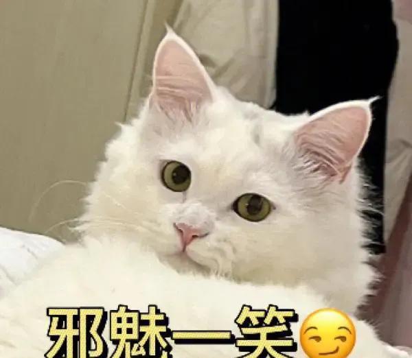 养猫五大谣言!深信不疑!