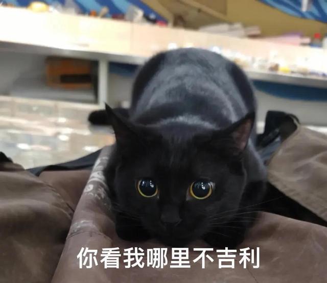 养猫五大谣言!深信不疑!