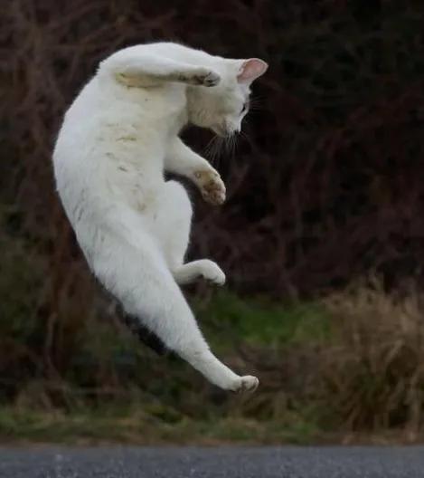 养猫五大谣言!深信不疑!