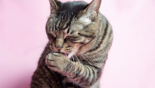 猫咪受伤，这3个信号告诉你烧伤可能发生！