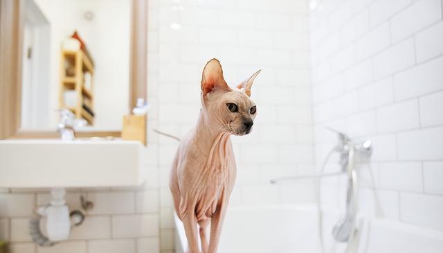 猫咪受伤,这3个信号告诉你烧伤可能发生!