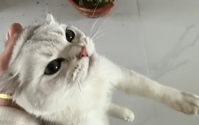 猫咪坏习惯让人头疼？科学训猫大法，轻松纠正不良行为