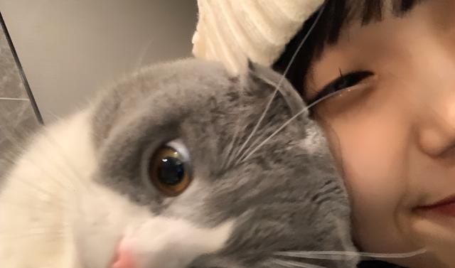 养猫久了才明白：小猫用头“拱你”不是在玩，是为了告诉你这些事