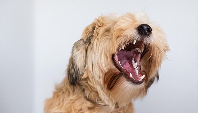 狗狗烦躁不安？了解这4种行为，轻松应对狗狗情绪问题！