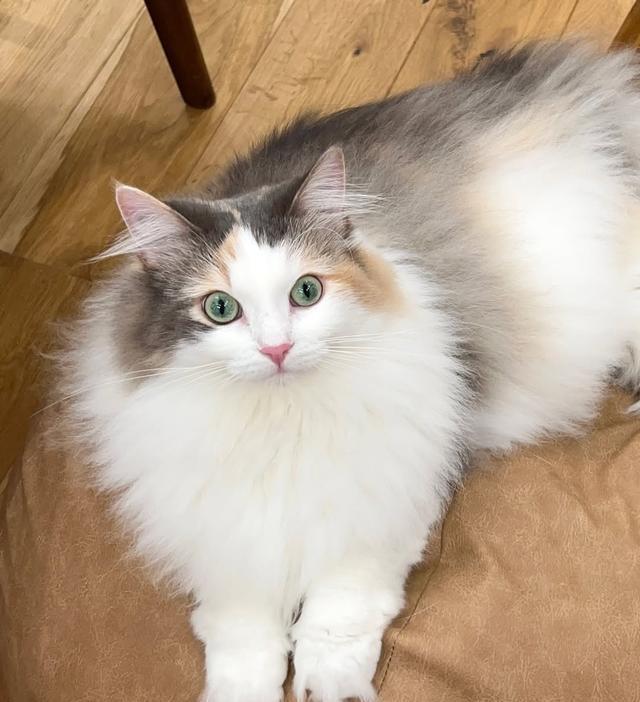 让猫咪爱上被抱,是一门玄学:但你完全可以学会