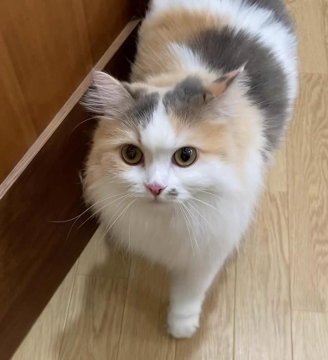 让猫咪爱上被抱,是一门玄学:但你完全可以学会