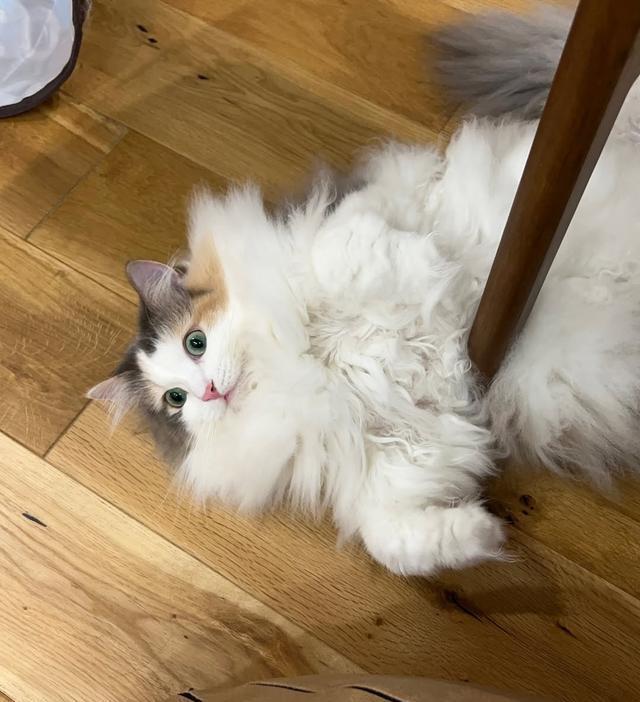 让猫咪爱上被抱,是一门玄学:但你完全可以学会