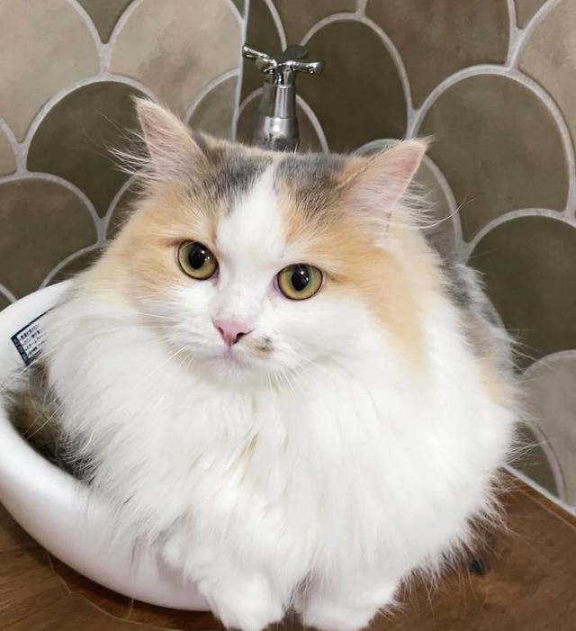 让猫咪爱上被抱,是一门玄学:但你完全可以学会