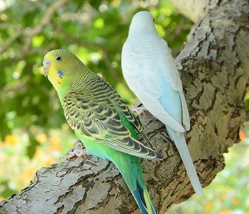 如何通过羽毛和脚色精准判断虎皮鹦鹉的年龄?养鸟达人亲授秘籍!