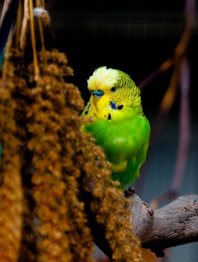 如何通过羽毛和脚色精准判断虎皮鹦鹉的年龄?养鸟达人亲授秘籍!