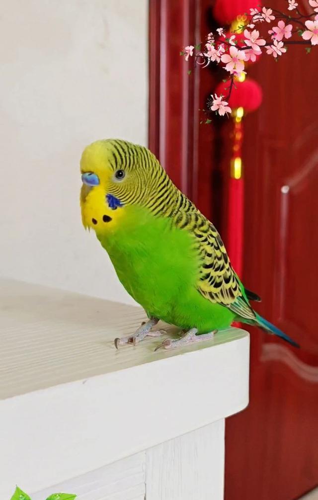 如何通过羽毛和脚色精准判断虎皮鹦鹉的年龄?养鸟达人亲授秘籍!