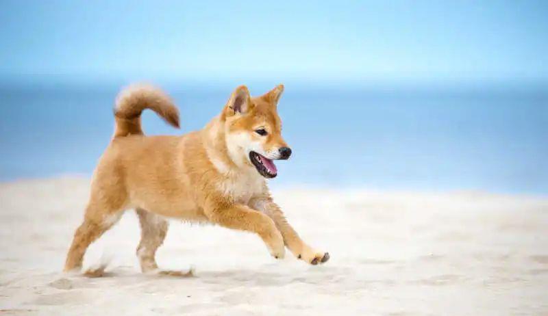 “体味最轻”的7种狗，适合家养，想养狗的人不妨看看