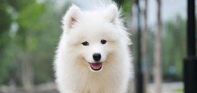 第一次养狗的话,还是养这5种狗比较好!性格温和又粘人